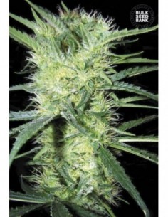 10 UND FEM - K 2 * BULK SEED 10 UND FEM