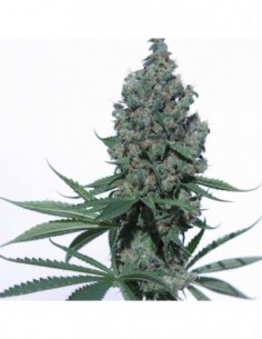 5 UND FEM - K8 * V ELEMENTUM 5 UND FEMINIZADAS