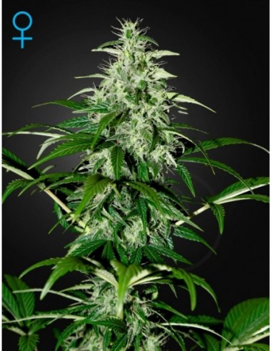 10 UND FEM - KALASHNIKOVA AUTOFLOWERING 