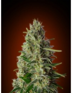 3 UND FEM - KALI 47 * ADVANCED SEEDS 3 UND FEM