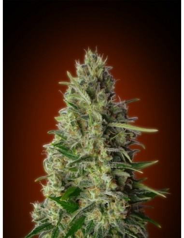 1 UND FEM - KALI 47 BLISTER X 1 * ADVANCED SEEDS 1 UND FEM