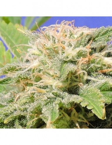 10 UND FEM - KALI AK 