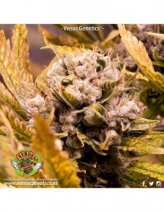 10 UND FEM - KAMIKHAZE 