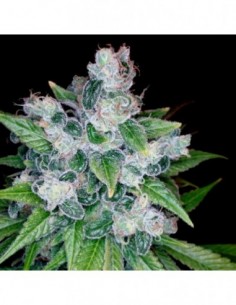 3 UND FEM - KANDY KUSH  DNA GENETICS RESERVA PRIVADA 3 UND FEMINIZADAS