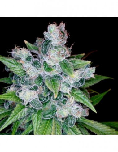 3 UND FEM - KANDY KUSH  DNA GENETICS RESERVA PRIVADA 3 UND FEMINIZADAS