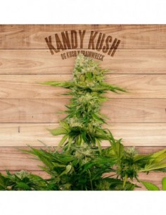 10 UND FEM - KANDY KUSH * THE PLANT ORGANIC SEEDS 10 UND FEM