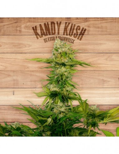 10 UND FEM - KANDY KUSH * THE PLANT ORGANIC SEEDS 10 UND FEM