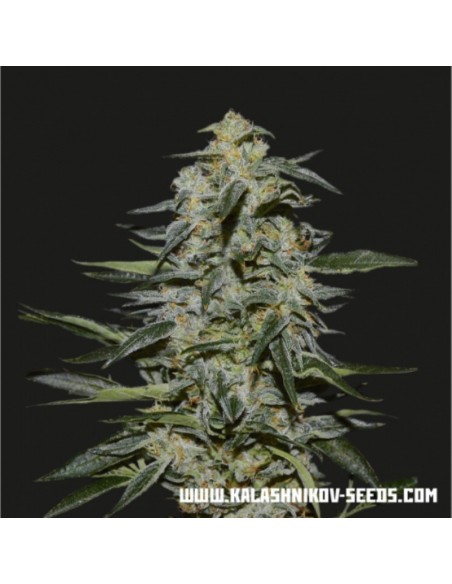 3 UND FEM - KATYUSHA 