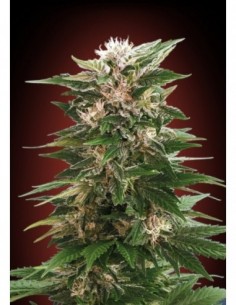 10 UND FEM - KAYA 47 