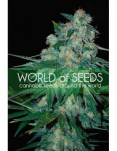 12 UND FEM - KETAMA (PURE ORIGIN COLLECTION) 