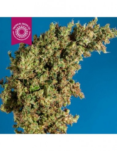 5 UND REG - KING CONGO  TROPICAL SEEDS 5 UND REGULARES