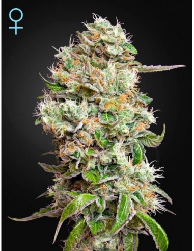 1 UND FEM - KING'S KUSH CBD   GREEN HOUSE 1 FEMINISED SEEDS