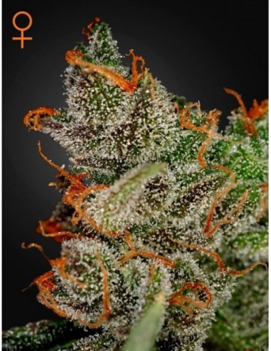 3 UND FEM - KING'S KUSH 