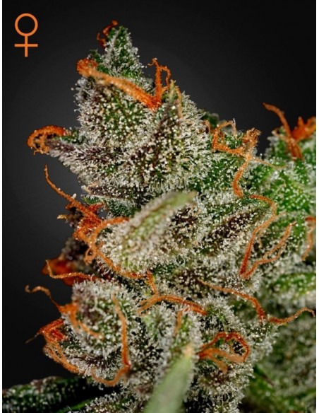 5 UND FEM - KING'S KUSH 