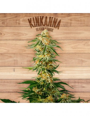 5 UND FEM - KINKANNA 