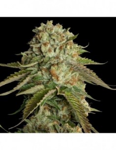 6 UND FEM - KOSHER KUSH * DNA GENETICS RESERVA PRIVADA 6 UND FEMINIZADAS