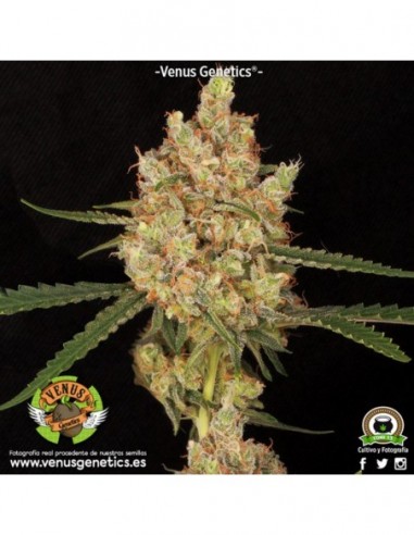 3 UND FEM - KRITICAL MAX AUTO 