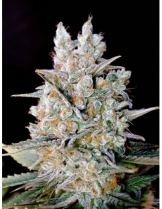 1 UND FEM - KRITIKAL BILBO AUTOFLORECIENTE 