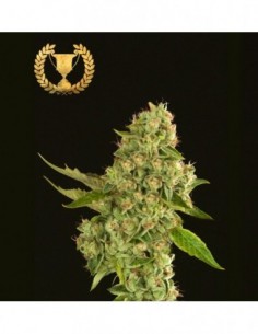 5 UND FEM - KUCHI * DEVILS HARVEST 5 UND FEMINIZADAS