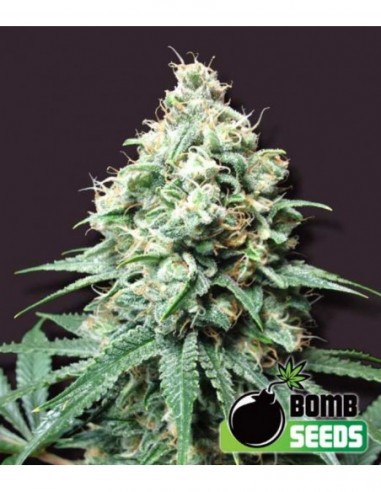 10 UND REG - KUSH BOMB 