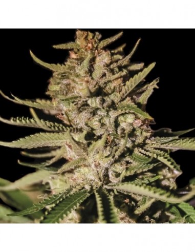 3 UND FEM - KUSH EXCLUSIVE 