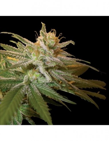 3 UND FEM - KUSHBERRY  DNA GENETIC 3 UND FEMINIZADAS