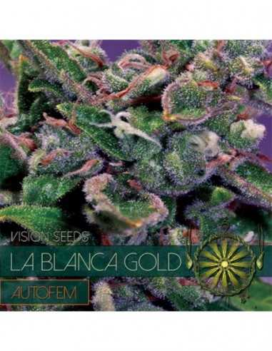 3 UND FEM - LA BLANCA GOLD AUTOFLOWERING 