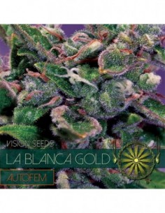 5 UND FEM - LA BLANCA GOLD AUTOFLOWERING (ETIQUETA FRANCESA) 