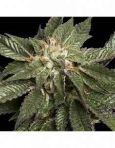 3 UND FEM - LA CONFIDENTIAL * DNA GENETIC 3 UND FEMINIZADAS