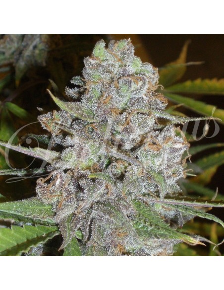 3 UND FEM - LA DIVA (AUTOMATIC LINE) 