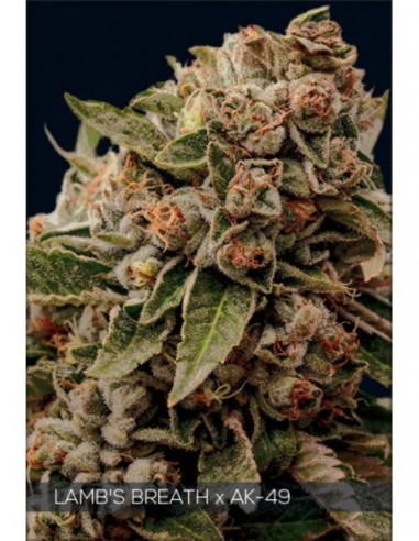 10 UND FEM - LAMBS BREATH X AK-49 