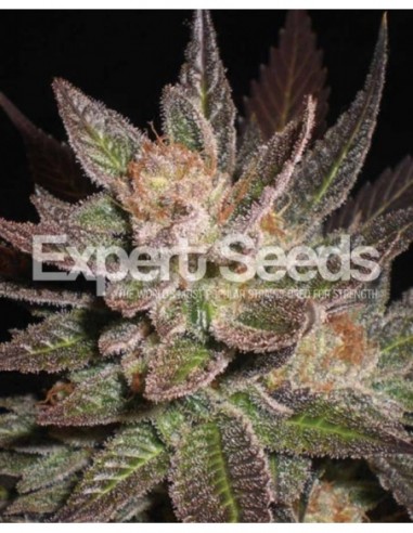 1 UND FEM - LAVENDER 