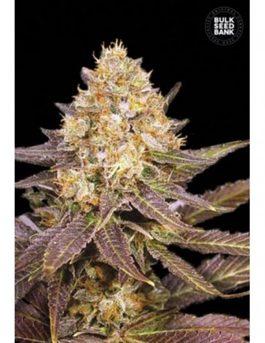 10 UND FEM - LAVENDER BEST 