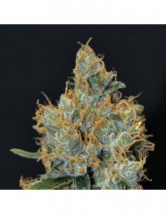 3 UND FEM - LAVENDER 