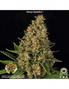 10 UND FEM - LAVENDER 