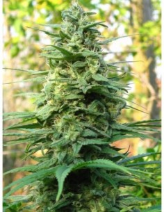 5 UND REG - LEDA UNO 