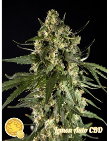 5 UND FEM - LEMON AUTO CBD 