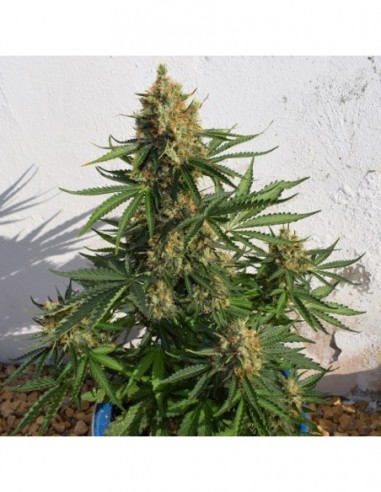 1 UND FEM - LEMON HAZE AUTO 