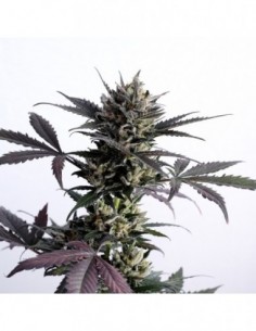 10 UND FEM - LEMON HAZE AUTO 