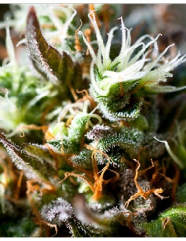 3 UND FEM - LEMON ICE 2.0   RIPPER SEEDS 3 UND FEMINIZADAS