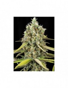 1000 UND FEM - LEMON KING   EVA SEEDS 1000 UND FEMINIZADAS