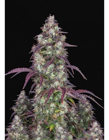 100 UND FEM - LEMON PIE AUTO 