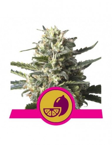 10 UND FEM - LEMON SHINING SILVER HAZE 