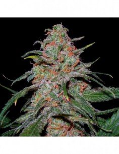 6 UND FEM - LEMON SKUNK  DNA GENETICS 6 UND FEMINIZADAS