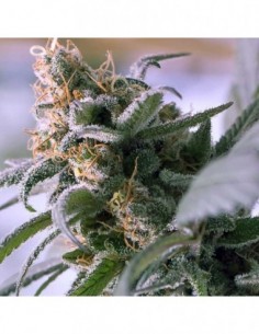 5 UND REG - LEMON STILTON * SUBCOOL THE DANK 5 UND REGULARES