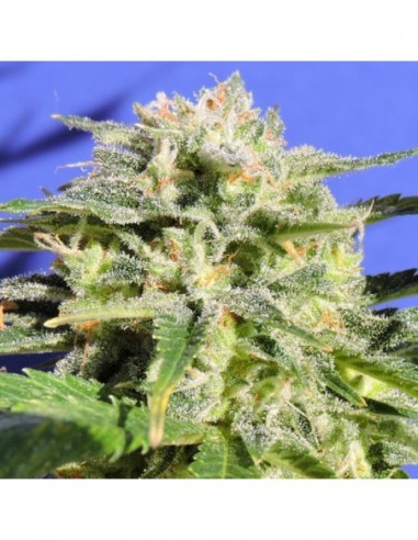 50 UND FEM - LEMONBERRY HAZE AUTO 