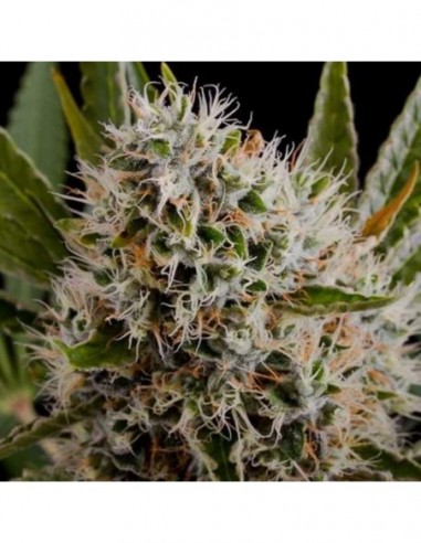 3 UND FEM - LITHIUM OG KUSH * NIRVANA 3 UND FEMINIZADAS