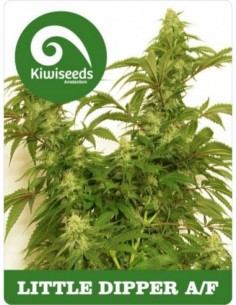 5 UND FEM - LITTLE DIPPER AUTOFLOWERING 