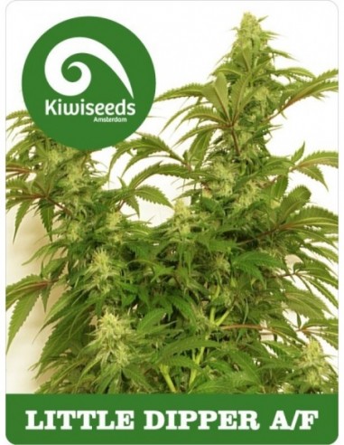 5 UND FEM - LITTLE DIPPER AUTOFLOWERING 