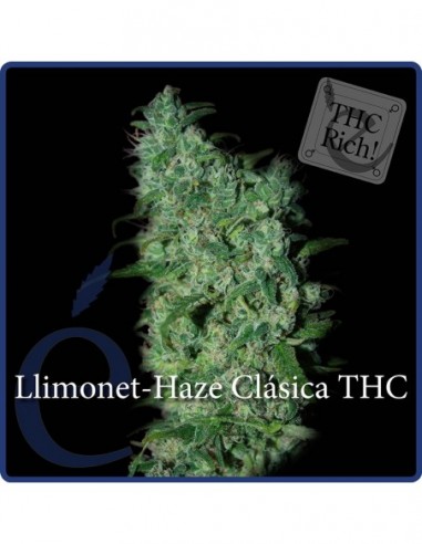 3 UND FEM - LLIMONET HAZE 